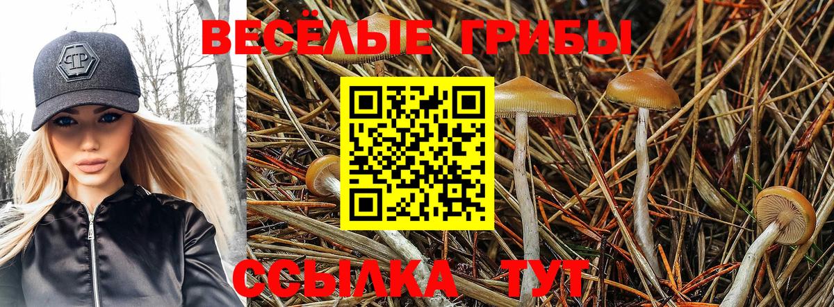Псилоцибиновые грибы Cubensis  Псилоцибиновые грибы мицелий  Мытищи  Вход с VPN 